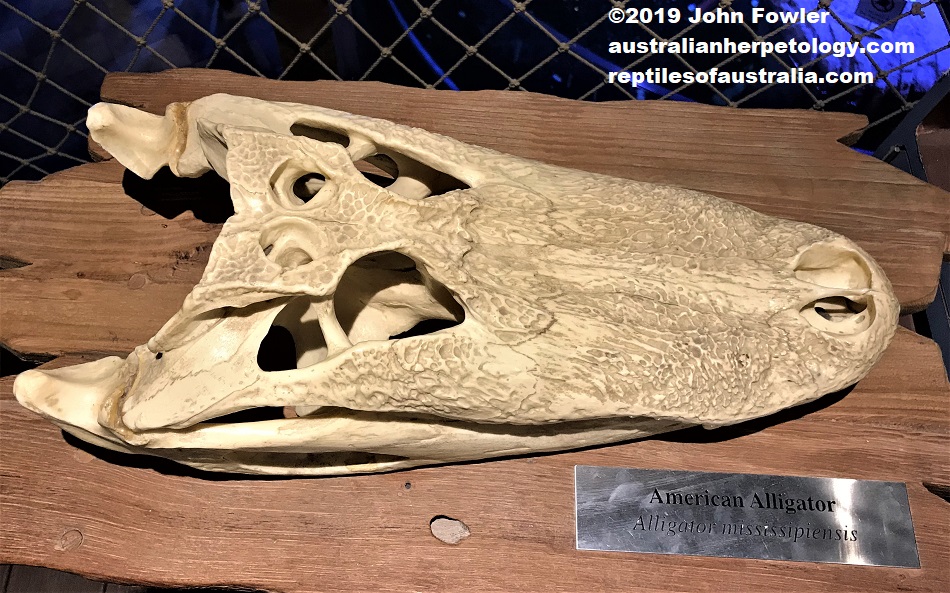 American Alligator Alligator mississippiensis skull 